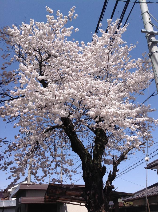 学校の校門にある桜